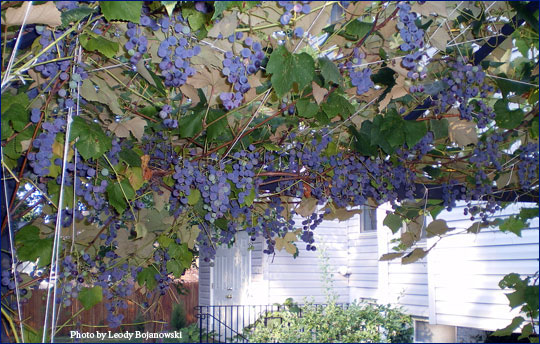 Ripe Grape Canopy