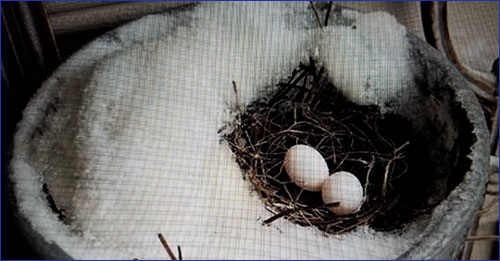 Dove Eggs