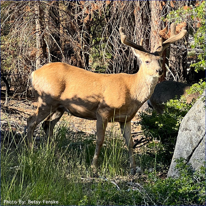 Elk