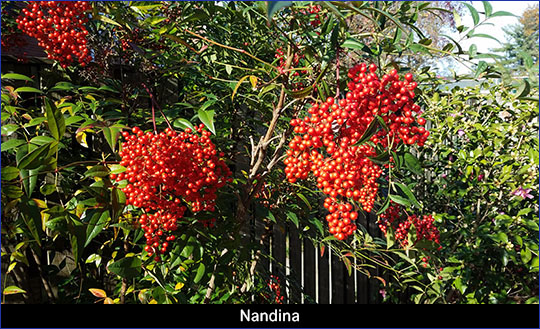 Nandina