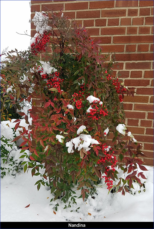 Nandina