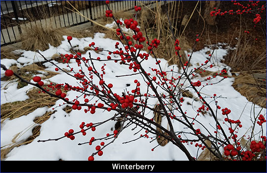 Winterberry