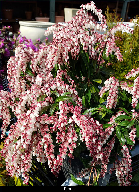 Pieris