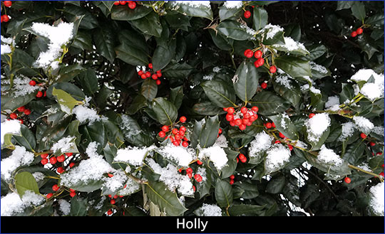 Holly