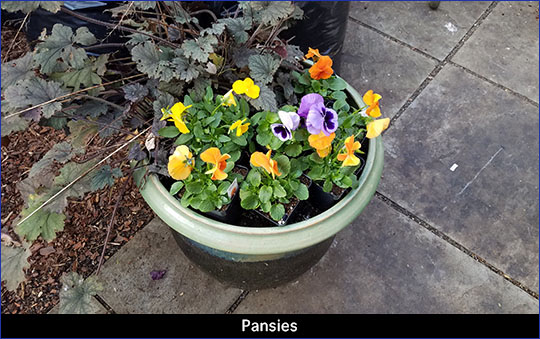 Pansies