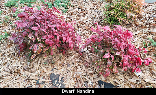 Dwarf Nandina